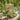 Garden wall trellis with climbing plants.